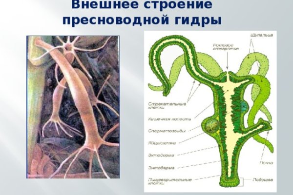 Что за приложение кракен